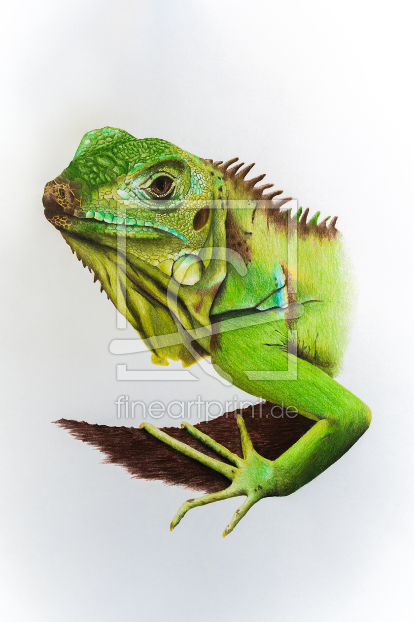 Bild-Nr.: 11926097 Grüner Leguan erstellt von Richard-Young