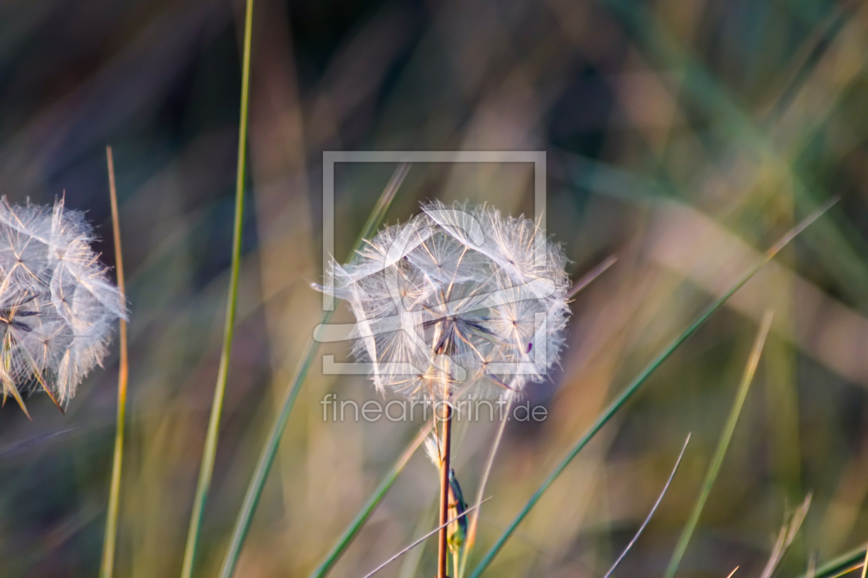Bild-Nr.: 11926479 Pusteblume erstellt von Sandra