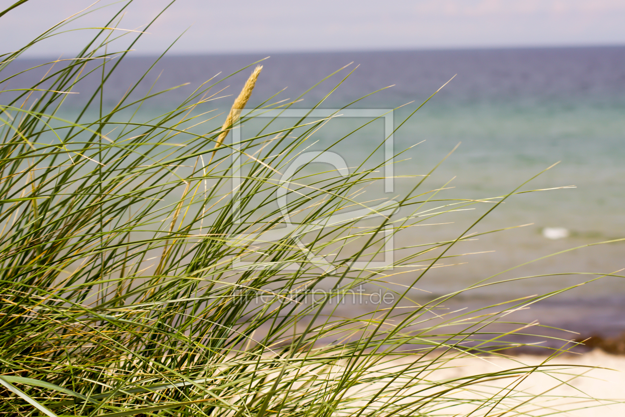 Bild-Nr.: 11926480 Gras erstellt von Sandra