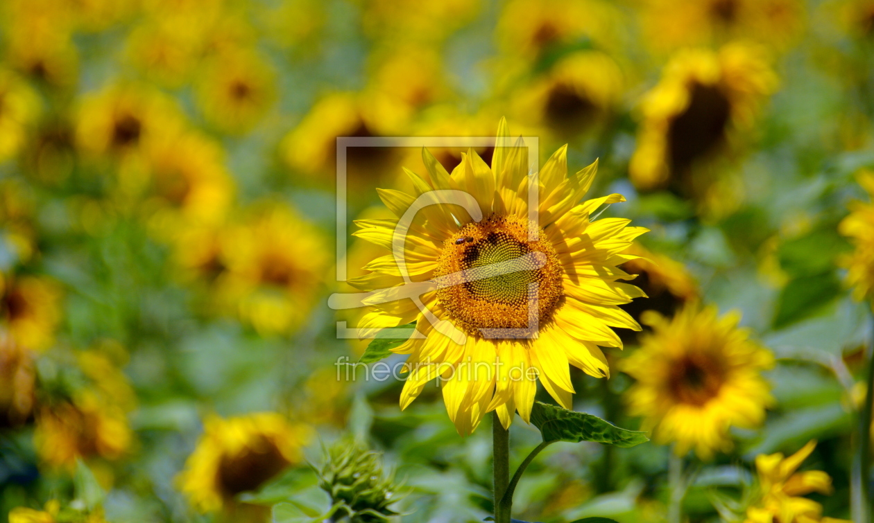 Bild-Nr.: 11926746 sunflowers erstellt von GUGIGEI