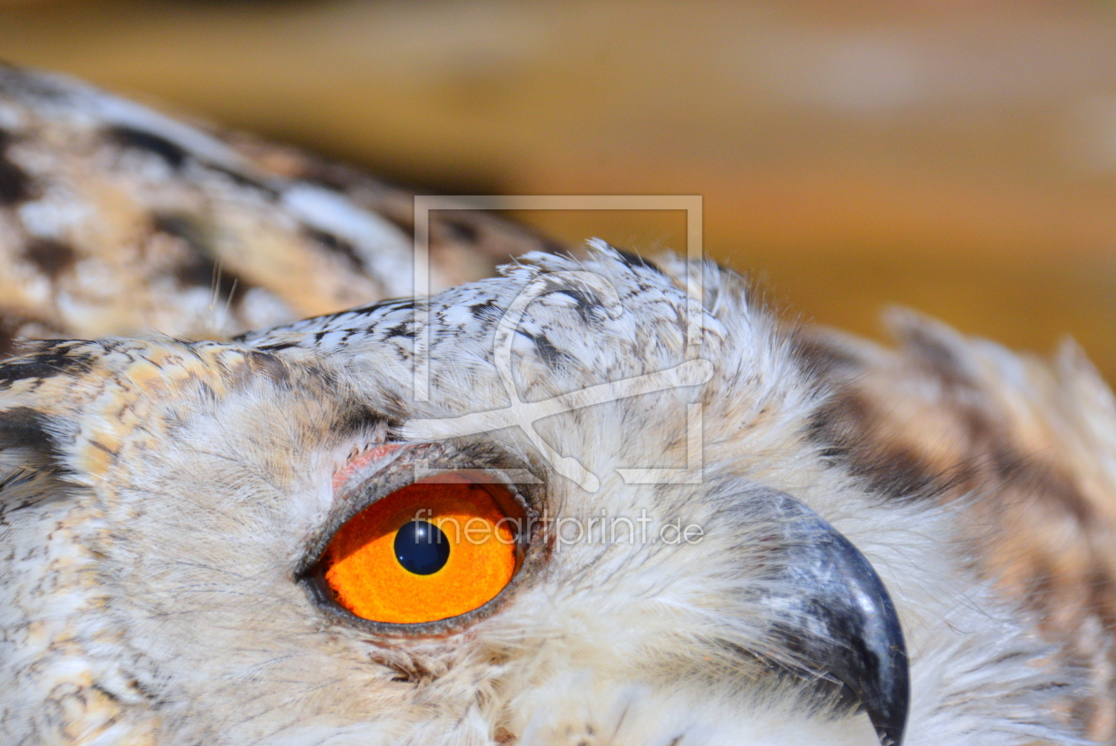 Bild-Nr.: 11926747 Das Auge des Uhus Bild-Nr.: 11926747 Das Auge des Uhus erstellt von GUGIGEI