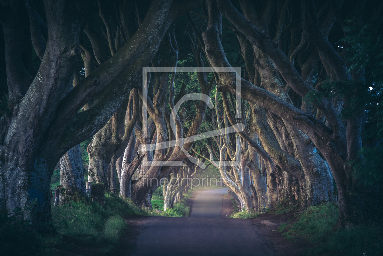 Bild-Nr.: 11926835 Irland - The Dark Hedges erstellt von Jean Claude Castor