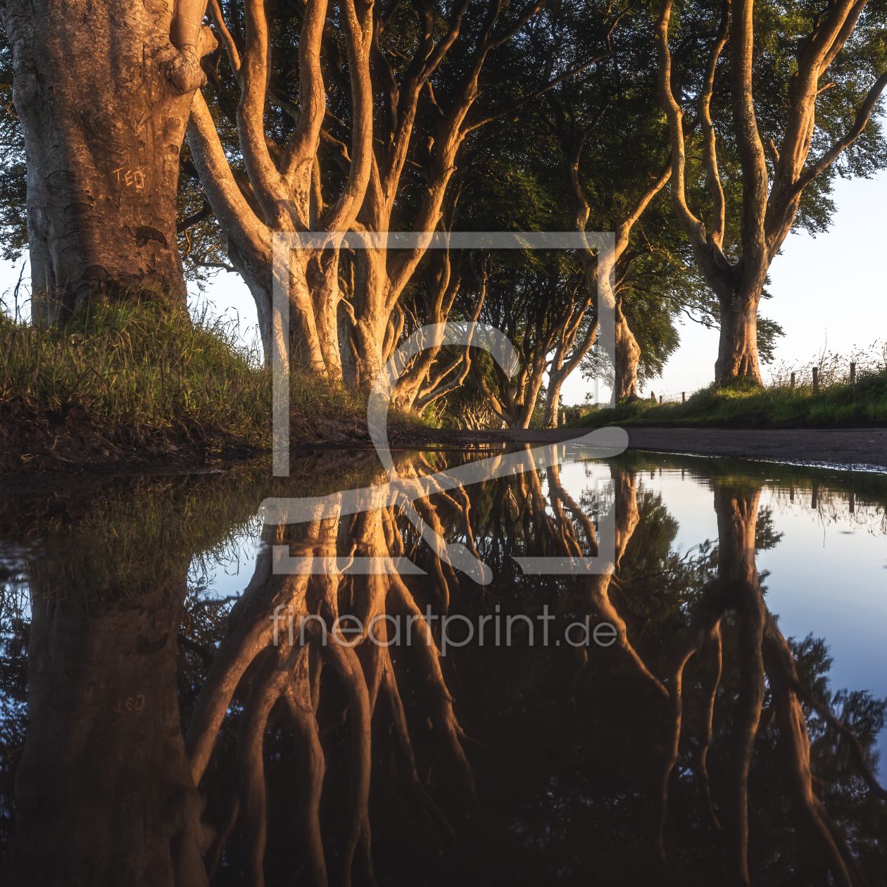 Bild-Nr.: 11926843 Irland - The Dark Hedges Mirror erstellt von Jean Claude Castor