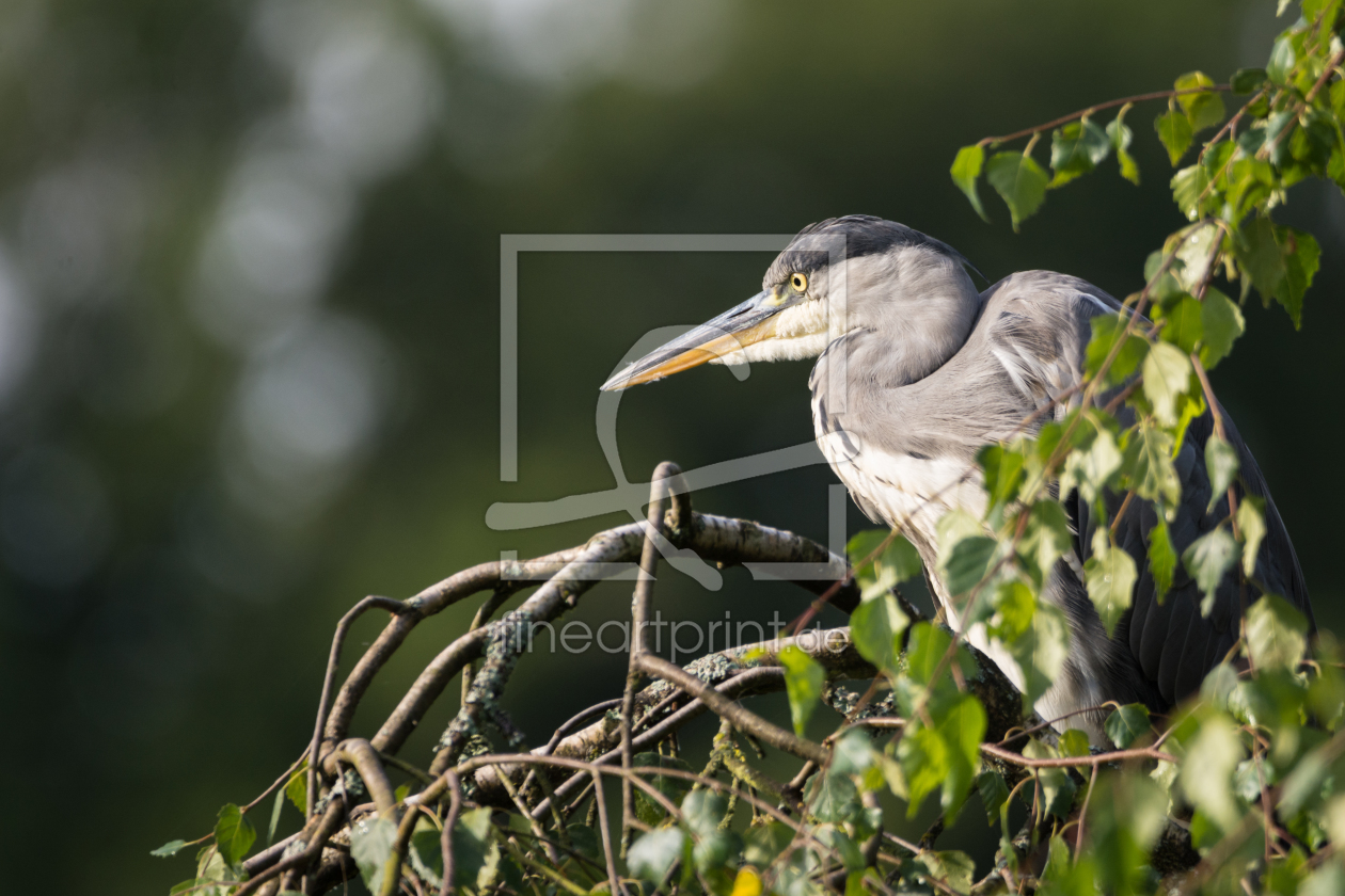 Bild-Nr.: 11926844 Auf dem Beobachtungsposten - Vogel erstellt von luxpediation