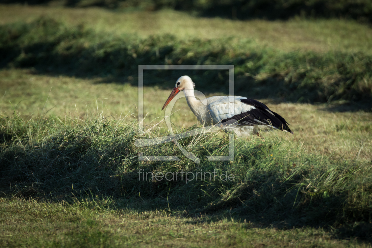 Bild-Nr.: 11926911 Storch erstellt von luxpediation