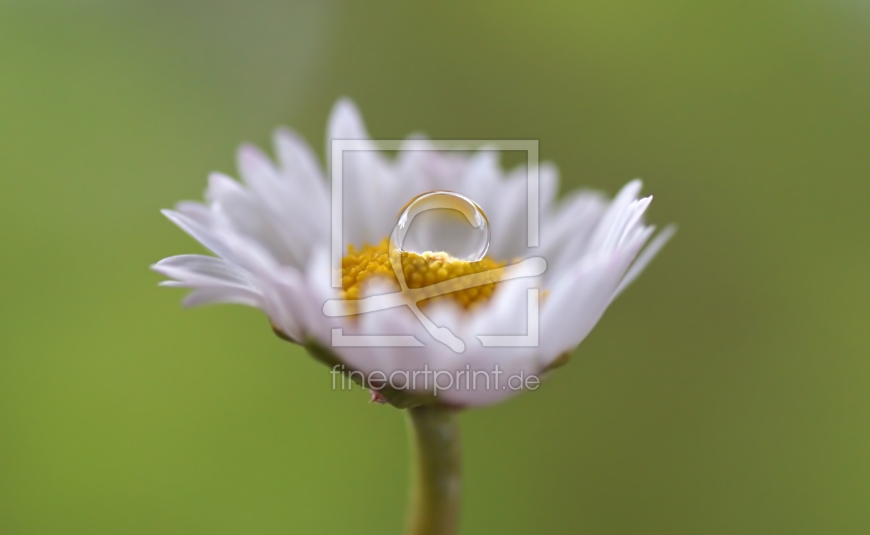 Bild-Nr.: 11926931 Blümchen Bild-Nr.: 11926931 Blümchen erstellt von youhaveadream