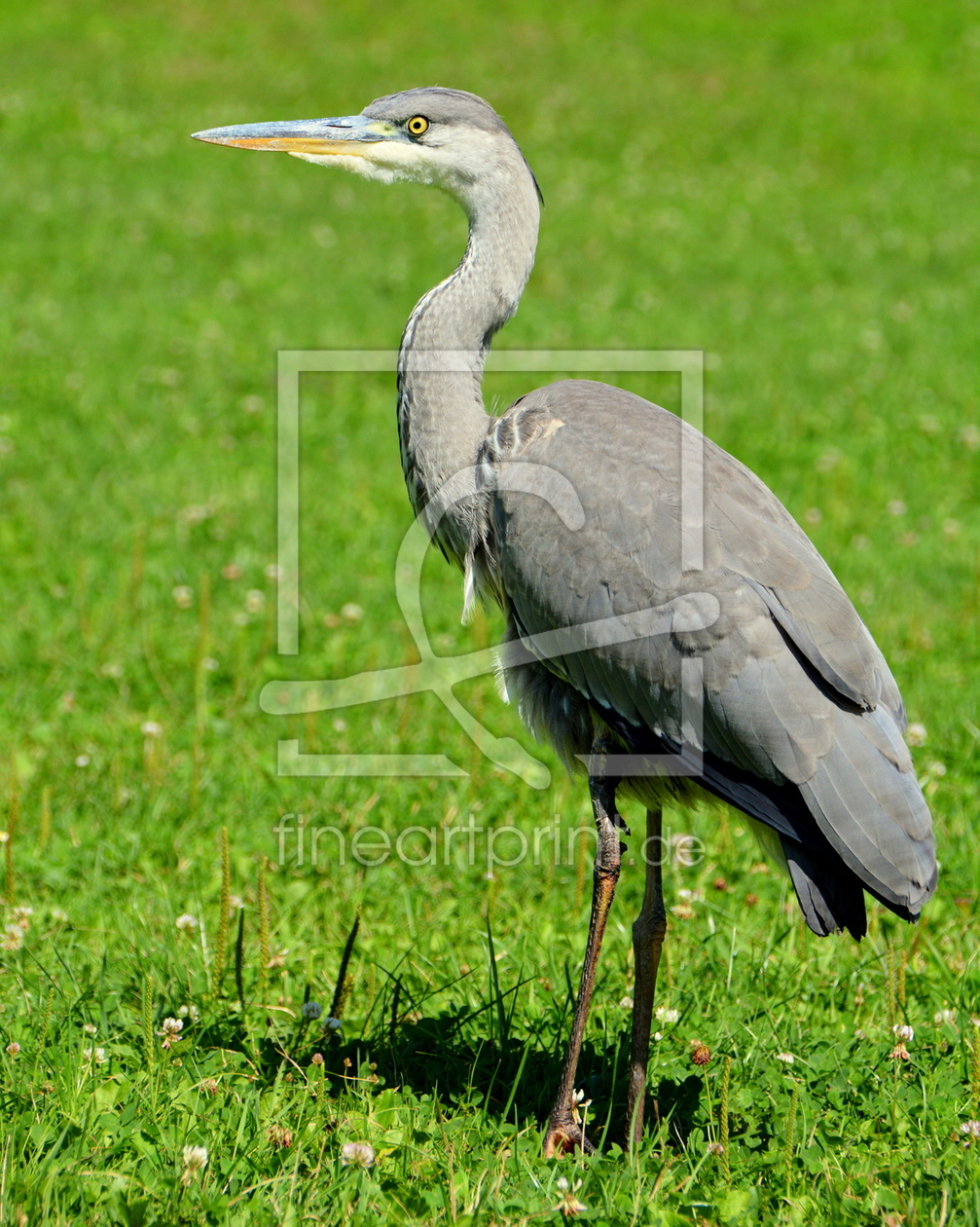 Bild-Nr.: 11926950 Reiher Bild-Nr.: 11926950 Reiher erstellt von GUGIGEI