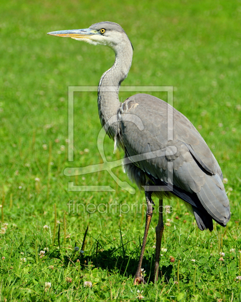 Bild-Nr.: 11926950 Reiher erstellt von GUGIGEI