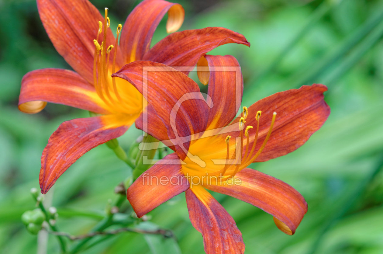 Bild-Nr.: 11927011 Lilienfeuer Bild-Nr.: 11927011 Lilienfeuer erstellt von Eschbach, Rolf