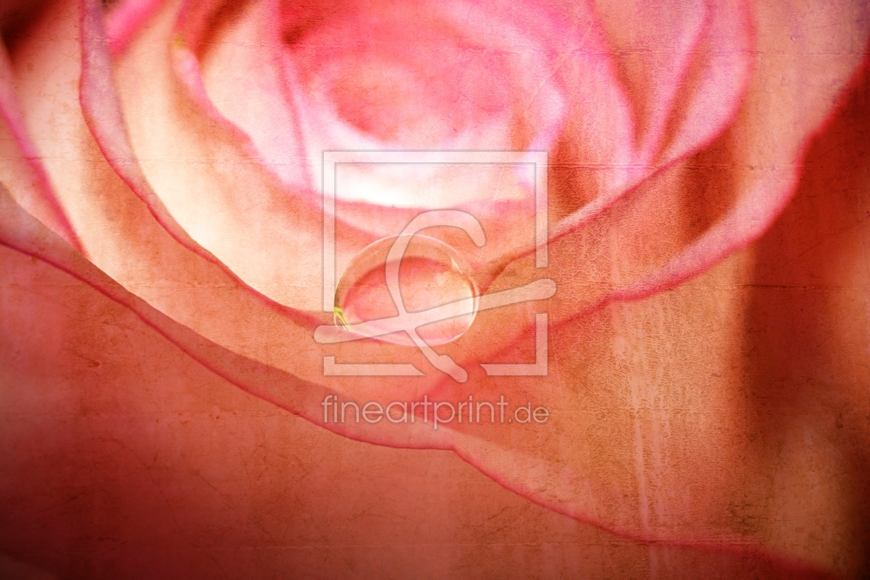Bild-Nr.: 11927183 Rose Bild-Nr.: 11927183 Rose erstellt von youhaveadream