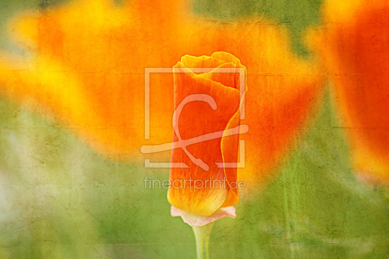 Bild-Nr.: 11927185 Goldmohn Bild-Nr.: 11927185 Goldmohn erstellt von youhaveadream