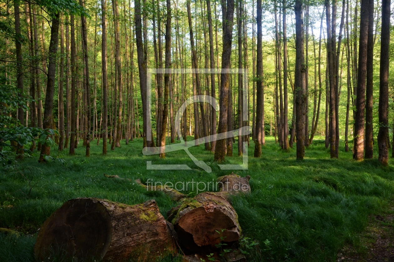 Bild-Nr.: 11927212 Im Wald Bild-Nr.: 11927212 Im Wald erstellt von Evans, Claudia