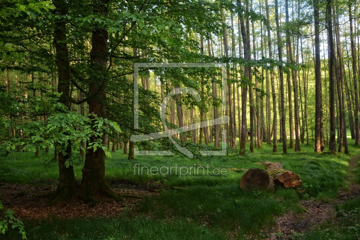 Bild-Nr.: 11927214 Morgens im Wald erstellt von Claudia Evans