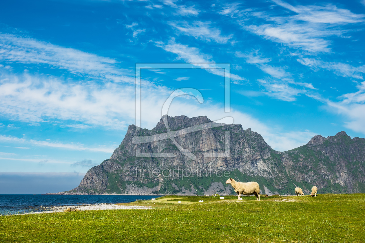 Bild-Nr.: 11927370 Schafe auf den Lofoten erstellt von Rico Ködder