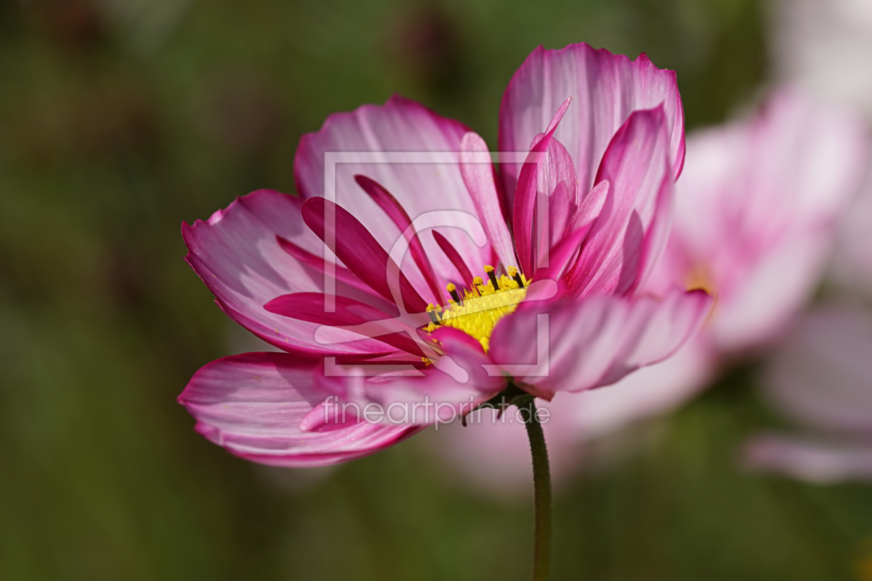 Bild-Nr.: 11927400 Cosmea erstellt von youhaveadream