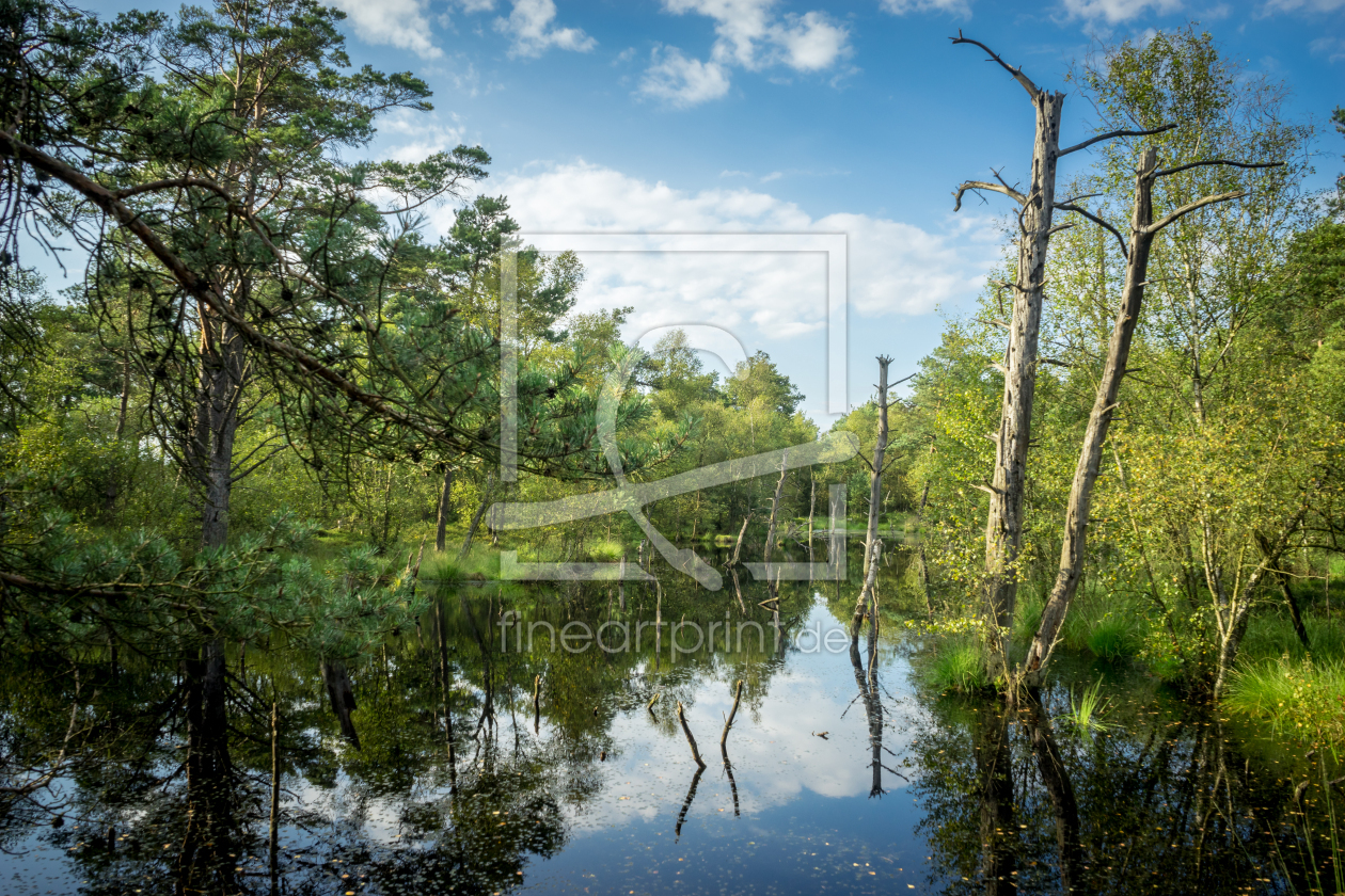 Bild-Nr.: 11927405 Moor in der Heide erstellt von Steffen Henze