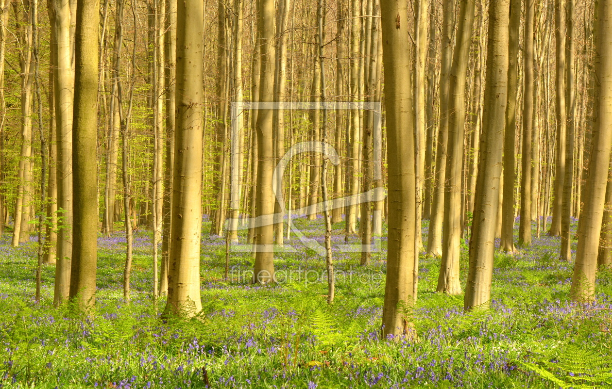 Bild-Nr.: 11927425 Unterwegs im Frühlingswald erstellt von GUGIGEI