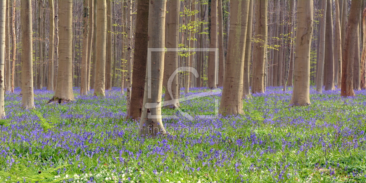 Bild-Nr.: 11927426 Hallerbos erstellt von GUGIGEI