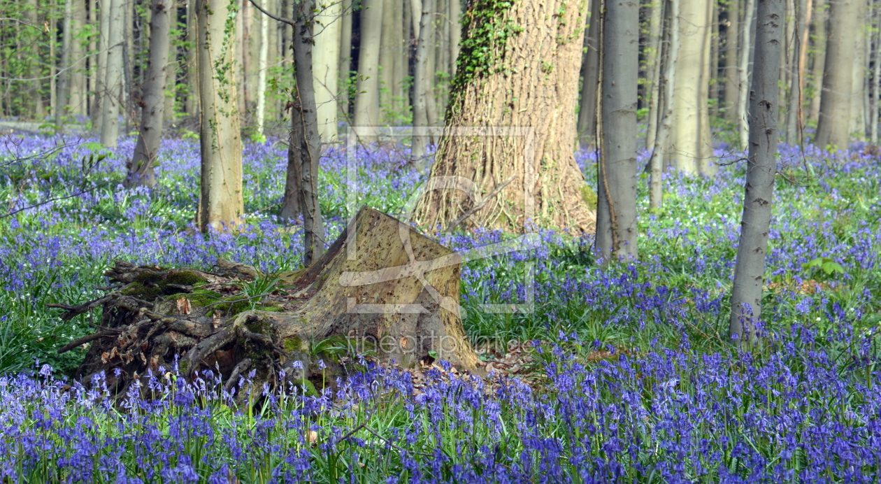 Bild-Nr.: 11927429 blue bells erstellt von GUGIGEI