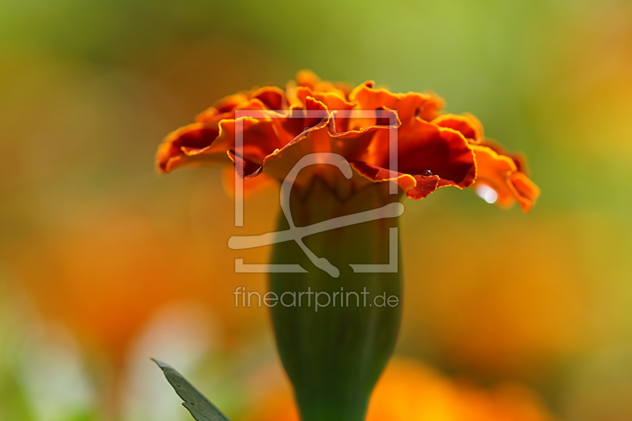 Bild-Nr.: 11927639 Tagetes erstellt von youhaveadream