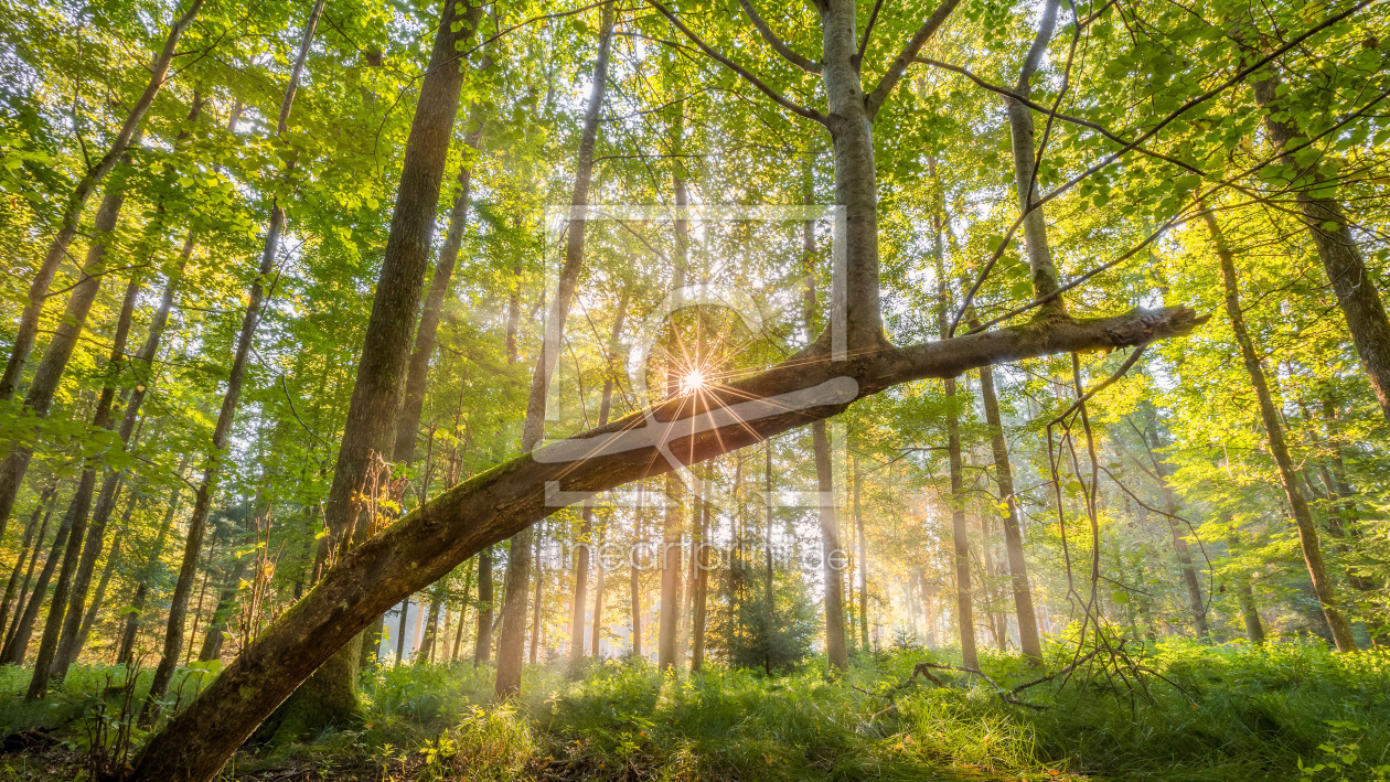 Bild-Nr.: 11927735 Morgen spaziergang lichtdurhflutet im Sommerwald erstellt von StefanPrech