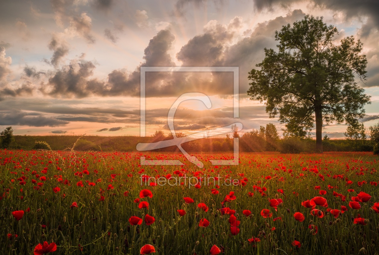 Bild-Nr.: 11927738 Sonnenuntergang im Mohnblumenfeld erstellt von StefanPrech