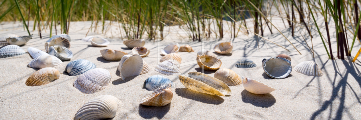 Bild-Nr.: 11927839 Muscheln erstellt von Reiner Würz