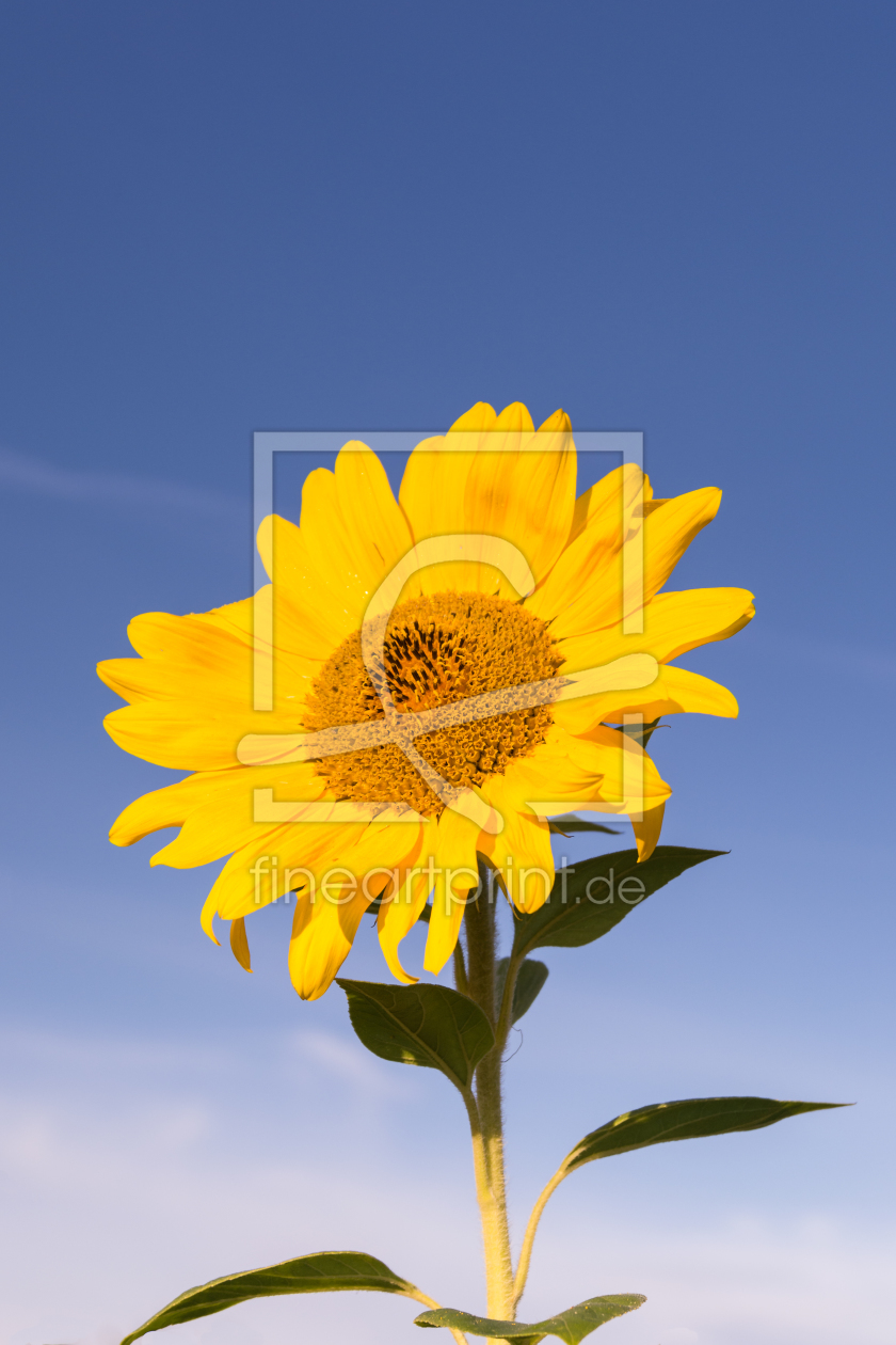 Bild-Nr.: 11927915 Sonnenblume am Himmel erstellt von luxpediation