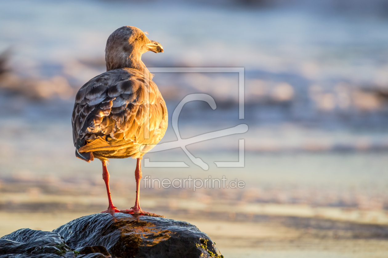 Bild-Nr.: 11928031 Möwe am Strand in San Francisco erstellt von DirkR