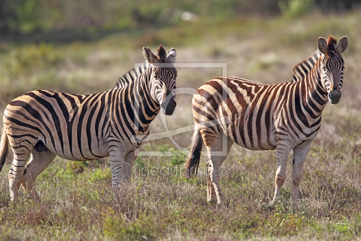 Bild-Nr.: 11928194 Zwei Zebras erstellt von DirkR