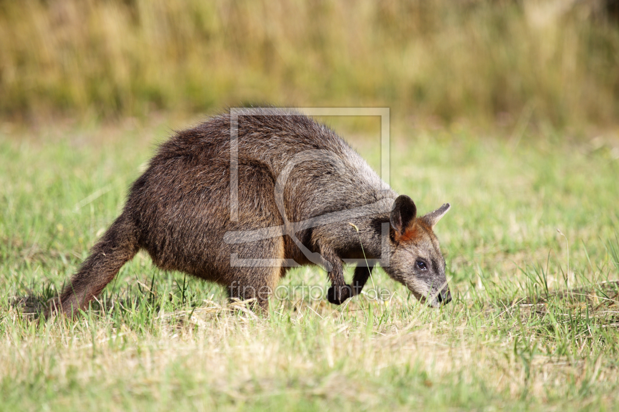 Bild-Nr.: 11928346 Sumpfwallaby auf Phillip Island erstellt von DirkR