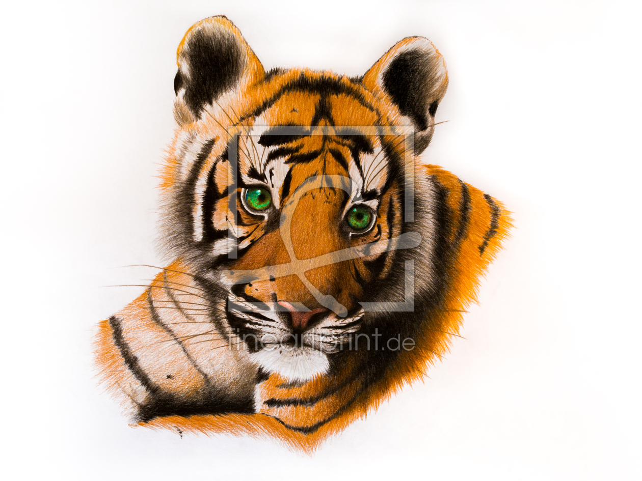 Bild-Nr.: 11928464 Sumatra-Tigerbaby - Panthera tigris sumatrae Bild-Nr.: 11928464 Sumatra-Tigerbaby - Panthera tigris sumatrae erstellt von juergenjung