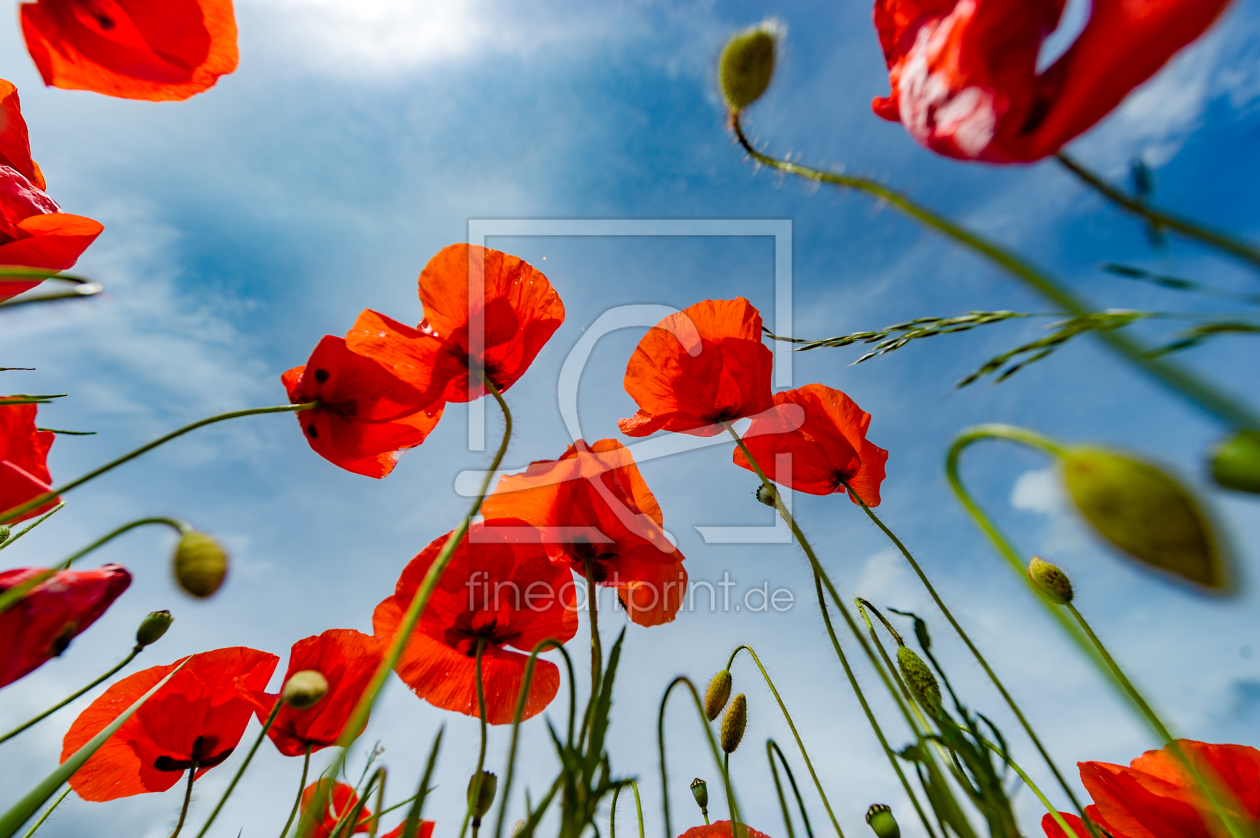 Bild-Nr.: 11928578 Klatschmohn-01 erstellt von agoebels