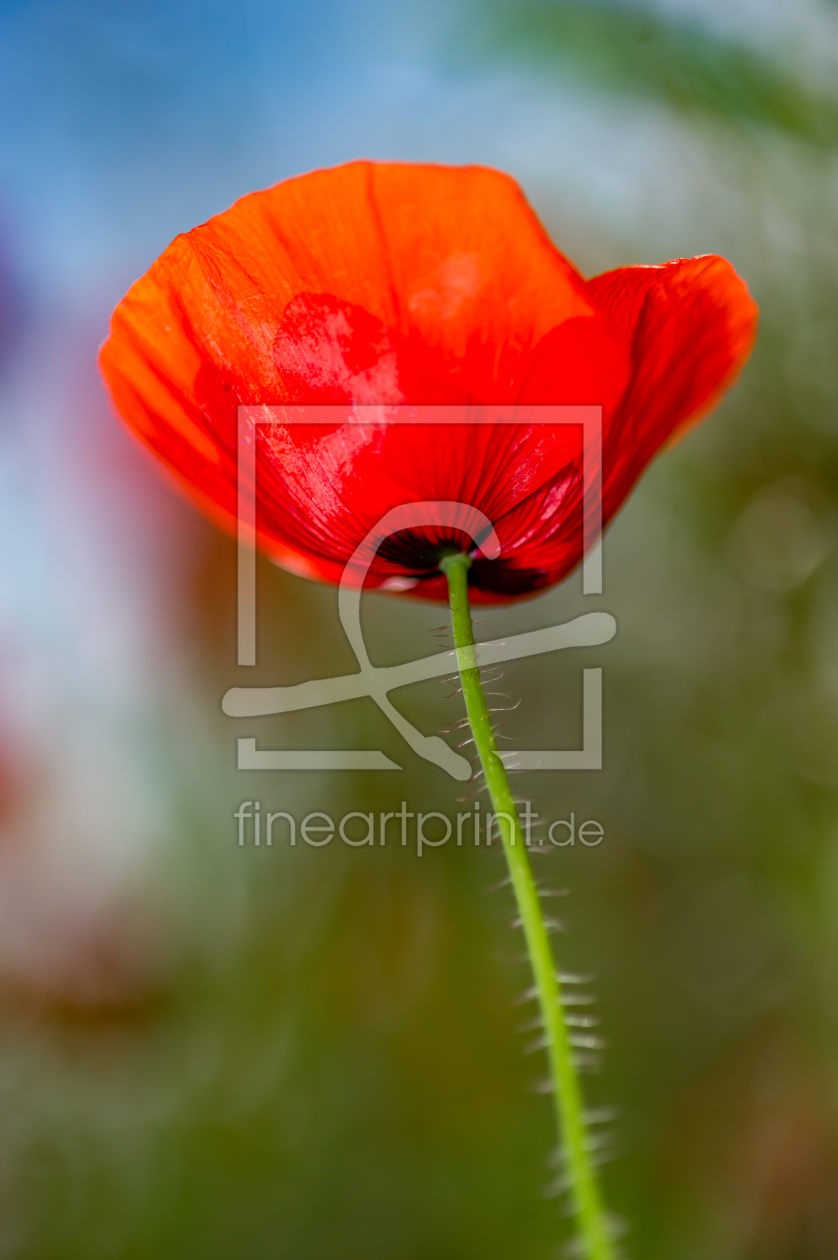 Bild-Nr.: 11928579 Klatschmohn-02 erstellt von agoebels