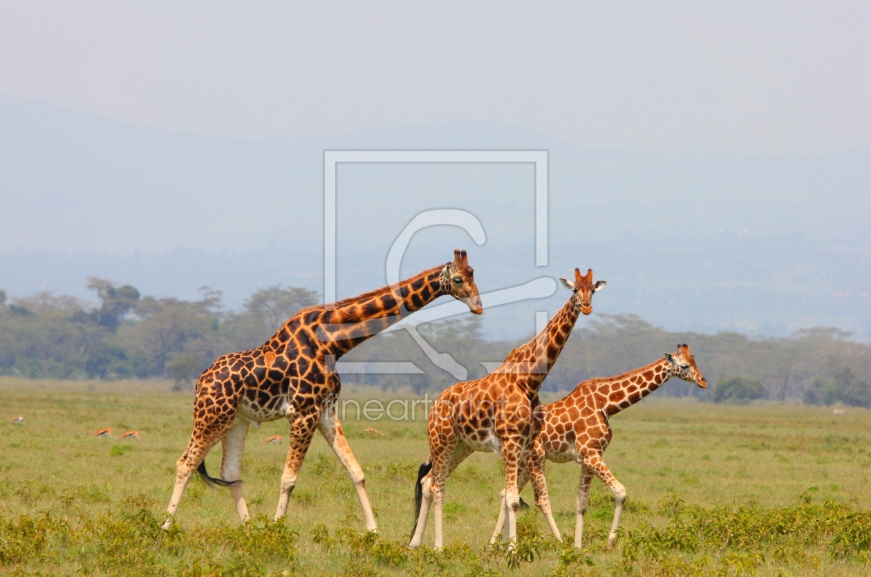 Bild-Nr.: 11928592 Giraffenfamilie erstellt von det-mil