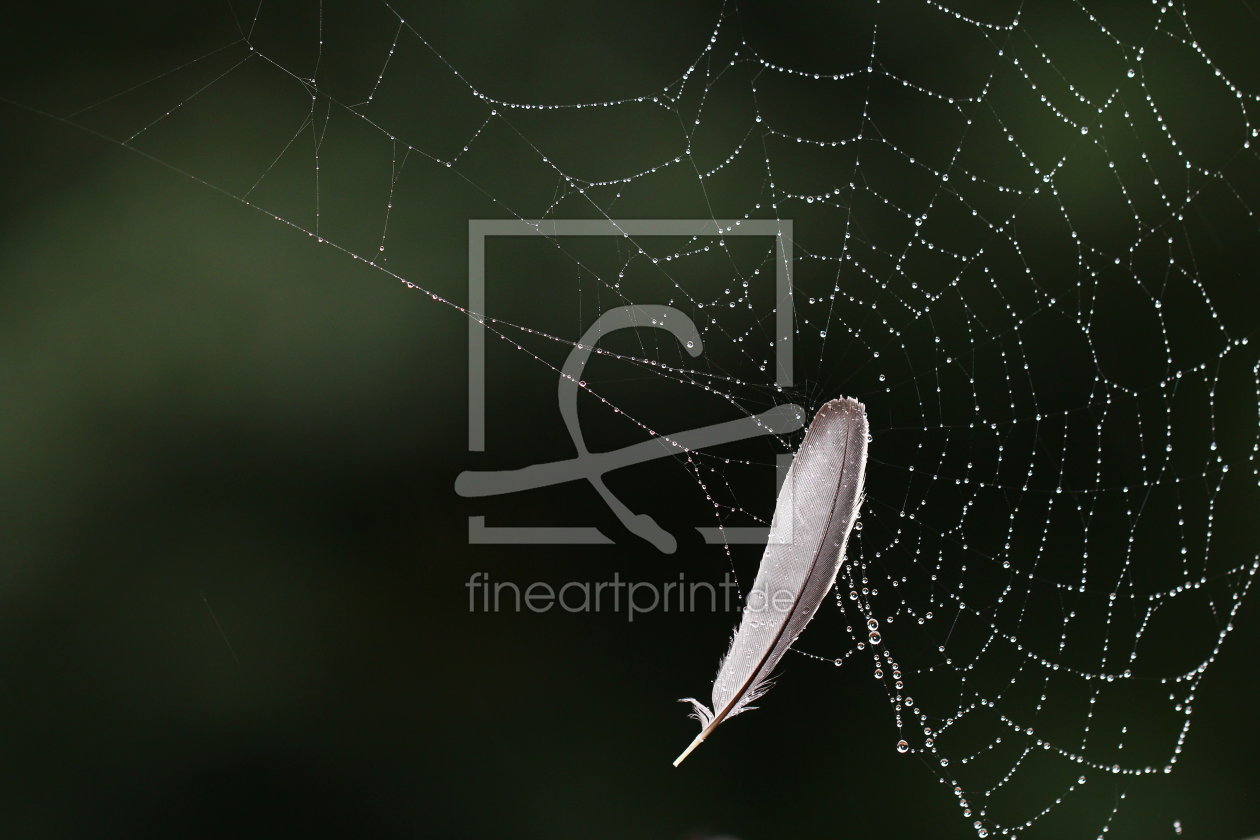 Bild-Nr.: 11928639 Feder im Spinnennetz erstellt von Heike Hultsch