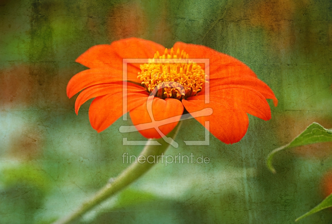 Bild-Nr.: 11929264 Orange erstellt von youhaveadream