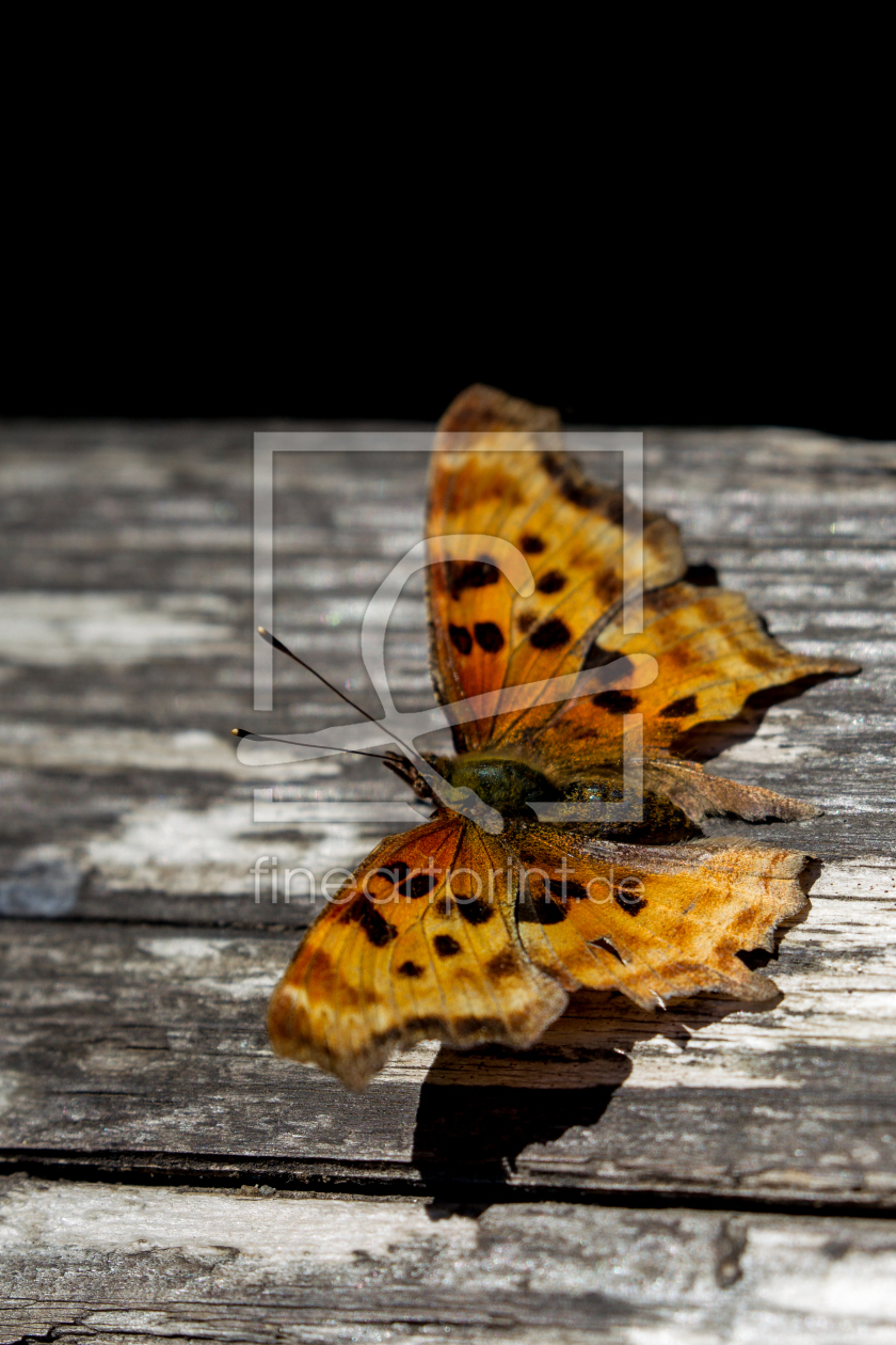 Bild-Nr.: 11929536 Polygonia satyrus erstellt von DirkR