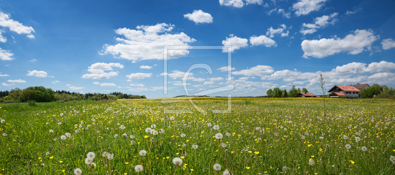 Bild-Nr.: 11929700 Sommerwiese mit Löwenzahn erstellt von SusaZoom