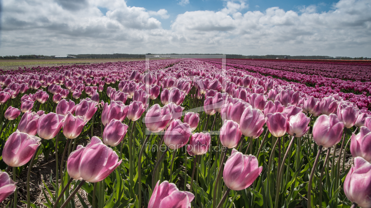 Bild-Nr.: 11929834 Tulipa erstellt von nigella