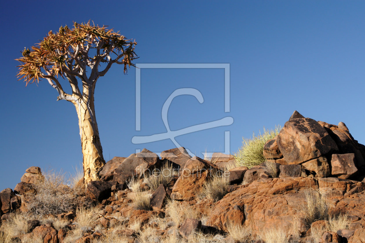 Bild-Nr.: 11930249 Köcherbaum in Namibia erstellt von DirkR