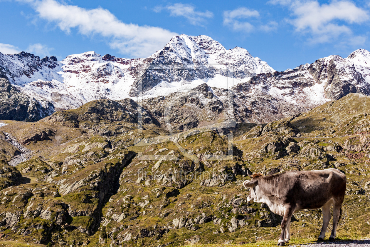 Bild-Nr.: 11930290 Bergwelt Alpen Tirol Kuh Gletscher Alm Felsen erstellt von wompus