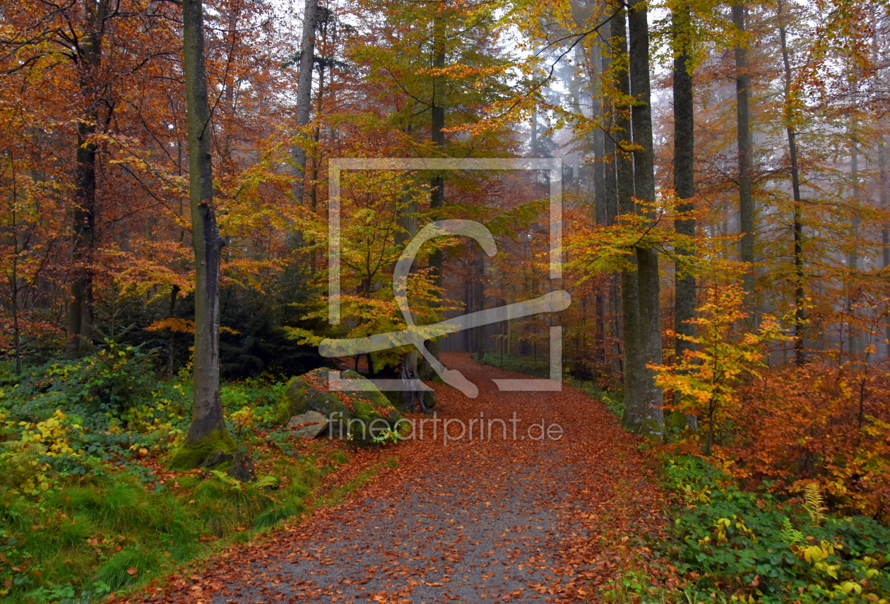 Bild-Nr.: 11930503 Weg im Herbstwald erstellt von GUGIGEI