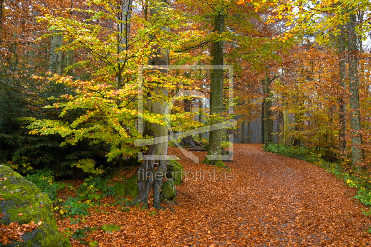 Bild-Nr.: 11930504 Weg im Herbstwald erstellt von GUGIGEI
