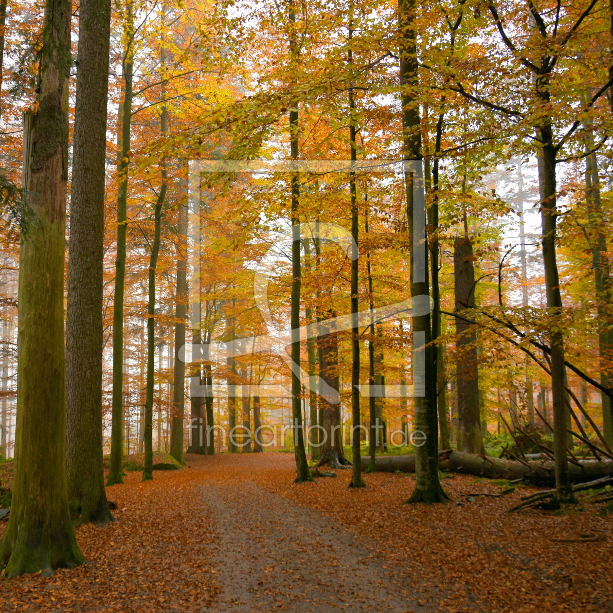 Bild-Nr.: 11930505 Weg im Herbstwald erstellt von GUGIGEI