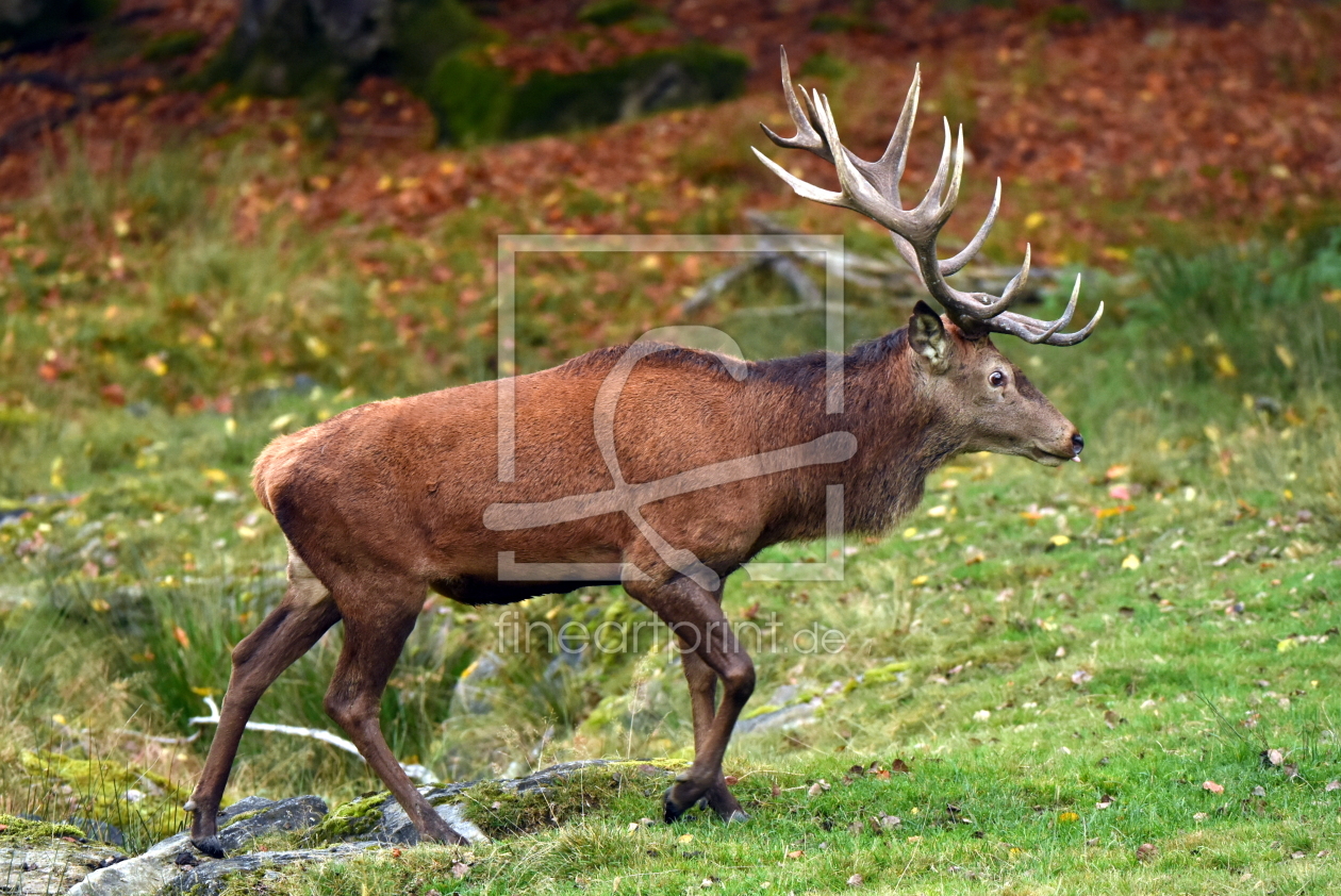 Bild-Nr.: 11930508 Der König der Wälder erstellt von GUGIGEI