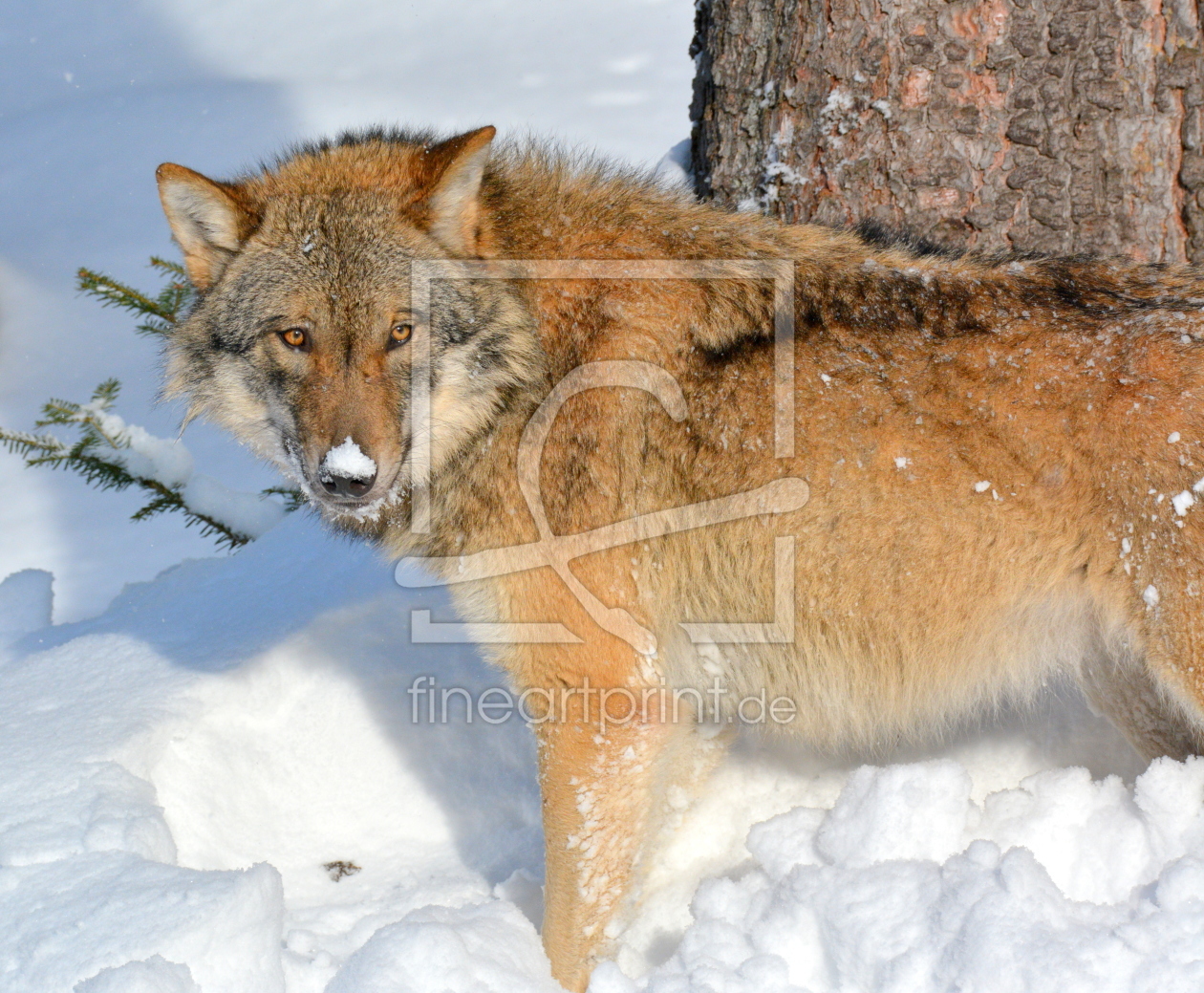 Bild-Nr.: 11930818 Schneenase erstellt von GUGIGEI