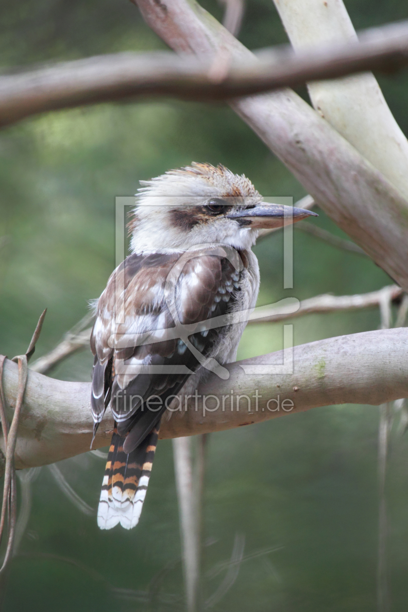 Bild-Nr.: 11931063 Kookaburra erstellt von DirkR