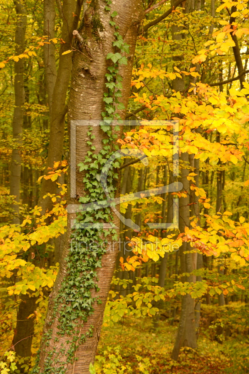 Bild-Nr.: 11931282 Im Herbstwald erstellt von GUGIGEI