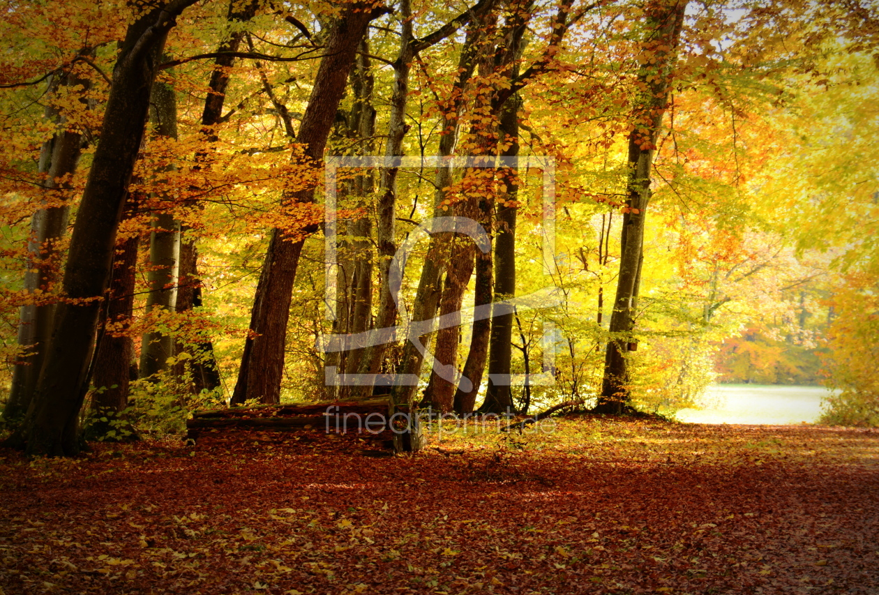 Bild-Nr.: 11931284 Licht im Wald erstellt von GUGIGEI